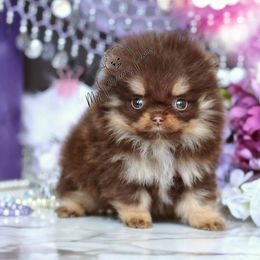 AKC Coco - Chocolate and tan female Pomeranian puppy in Sacramento, California from My Precious Poms