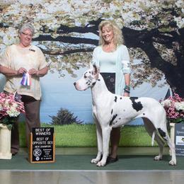 Great Dane All Grown Up from ROSE GREAT DANES