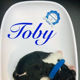 Toby - Parti male Poodle puppy in Mobile, Alabama from Semmy’s Standard Poodle LLC