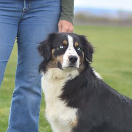 Pepper - Australian Shepherd