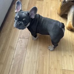 French Bulldog Puppies from KM French Bulldogs