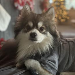 Finn - Pomsky