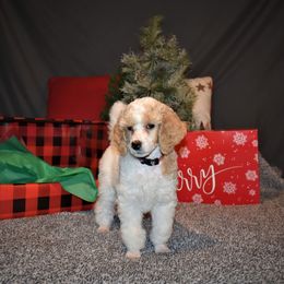 Cupid - G2 Purple Female - Parti female Poodle puppy in Nelson, Missouri from MD Triple Creek Ranch