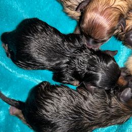 Spooky - Black and tan female Pomeranian puppy in Zavalla, Texas from Precious Puff Poms