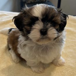 Shih Tzus from Kahari Hawaii