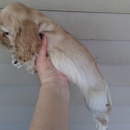 Cocker Spaniel Puppies from Country Cockers of Indiana
