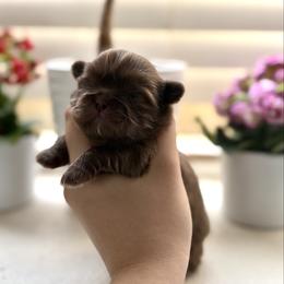 Hydro - Chocolate male Shih Tzu puppy in Las Vegas, Nevada from Vegas Shih Tzus