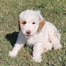 Aloha - Parti female Goldendoodle puppy in Austin, Texas from Doodles Fur Days