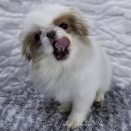 Mufasa - Lemon and white male Japanese Chin puppy in Johnson City, Tennessee from Erin & Friends Japanese Chin