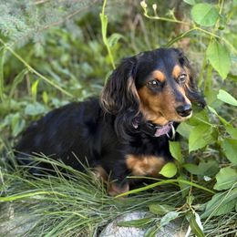 Jojo - Dachshund