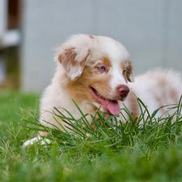 Reggae - Red merle male Miniature American Shepherd puppy in Stephenville, Texas from Diamond H Aussies
