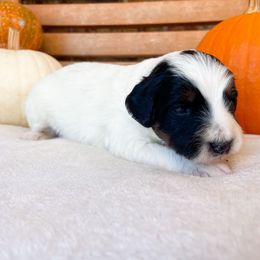 Alice - Black and white female Bernedoodle puppy in Austin, Texas from Boutique Bernedoodles & Co.