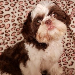 Shih Tzus from Dogwood Country Shih Tzu
