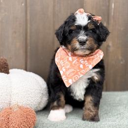 Kie - Tri-color female Bernedoodle puppy in Bellville, Ohio from Bernedoodle Buddies