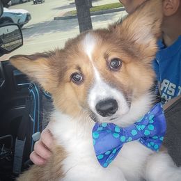 American Corgi and Pembroke Welsh Corgi All Grown Up from Cantu Corgis