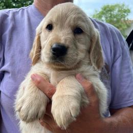 Yellow - Golden female Golden Retriever puppy in Mount Carmel, Tennessee from HS Goldens