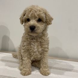 Coco - Cream male Havapoo puppy in Dothan, Alabama from Leo’s Teddy Bear doodles