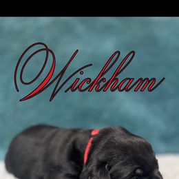 Labrador Retriever Puppies from Ruby Mountain Labradors