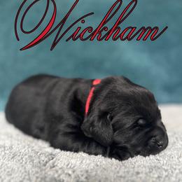 Labrador Retriever Puppies from Ruby Mountain Labradors