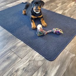 Rottweiler Puppies from Vom Corvinus Haus Rottweilers