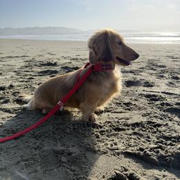 Sister - Dachshund