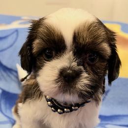 John - Gold and white male Shih Tzu puppy in Hemet, California from Aloha Shih Tzu