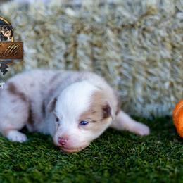 Drifter - Red merle male Toy Australian Shepherd puppy in Granbury, Texas from Best Little Aussies