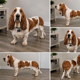 Duke E - Basset Hound