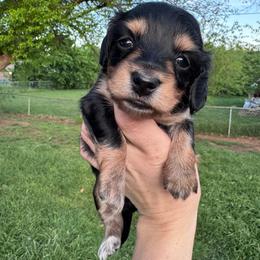 Zev - Piebald female Dachshund puppy in Burleson, Texas from Sarah’s Dachshies