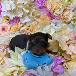 Buttercup - Chocolate, tan and white male Yorkshire Terrier puppy in Illinois from Pretty Little Yorkies