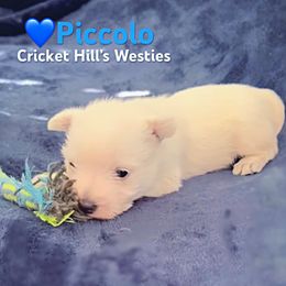 Piccalo -Blue - White male West Highland White Terrier puppy in Toronto, Ohio from Shekinah’s Mi-Kis & Cricket Hill’s Westies