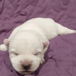Purple Girl - White female West Highland White Terrier puppy in Macy, Indiana from Country Grove Breeding LLC