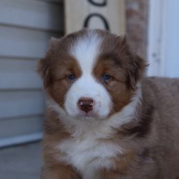 Maple - Red merle Australian Shepherd puppy in Clinton, Utah from Neon Moon Aussies
