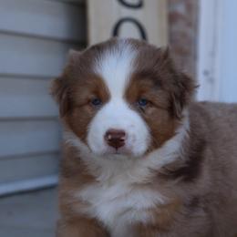 Maple - Red merle Australian Shepherd puppy in Clinton, Utah from Neon Moon Aussies