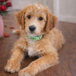 Goldendoodle Puppies from Skye Blue Goldendoodles