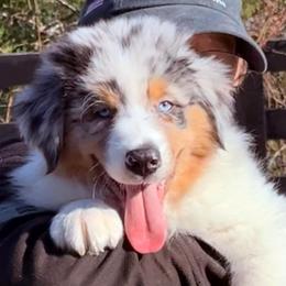 Denali - Blue merle male Australian Shepherd puppy in Celina, Tennessee from CumberlandRidge Australian Shepherds