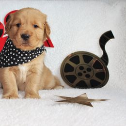 Golden Retriever Puppies from Maywood Goldens