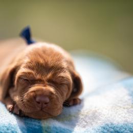 German Shorthaired Pointer and Vizsla Puppies from Nosam Kennels- Hungarian Vizslas, and German Shorthairs Located in Kentucky
