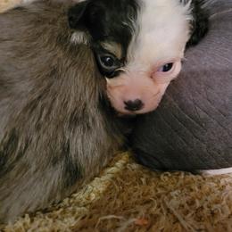 Chinese Crested Puppies from Pinky's Pups; Chinese Crested's Love + U