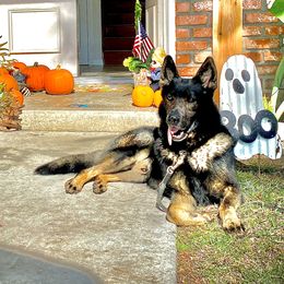 Gao - German Shepherd