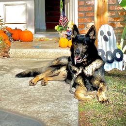 Gao - German Shepherd