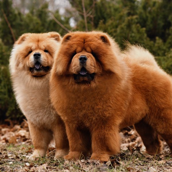 Chow Chow