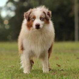 Cowboy - Australian Shepherd