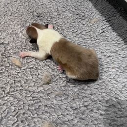 Boy 1 - Sable merle male Collie puppy in West Jefferson, North Carolina from Cold Mountain Collies