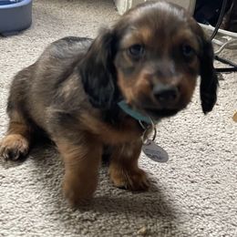 Dachshund Puppies from Cogsworth Cromwell Dachshunds of South West Michigan