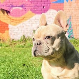 French Bulldogs from ETQ French Bulldogs