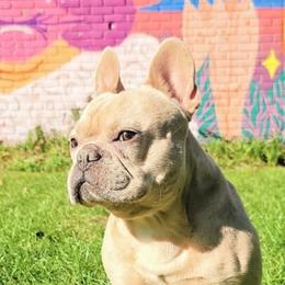 French Bulldogs from ETQ French Bulldogs