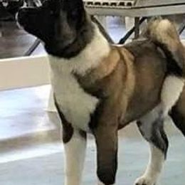 Akita from Koyo Akitas