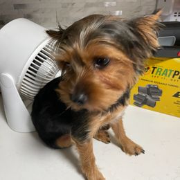 Yorkshire Terrier Puppies from Mike's Yorkies