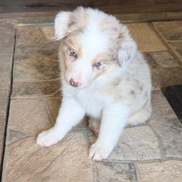 Coco - Gold merle female Border Collie puppy in Guffey, Colorado from Sunset Ridge